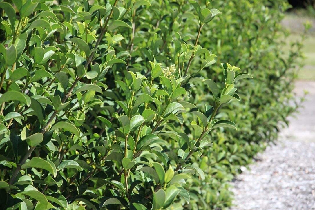 Sweet Viburnum Odoratissimum | 1 Live #1 Size Plants | Fast Growing Evergreen Privacy Screening Shrubs