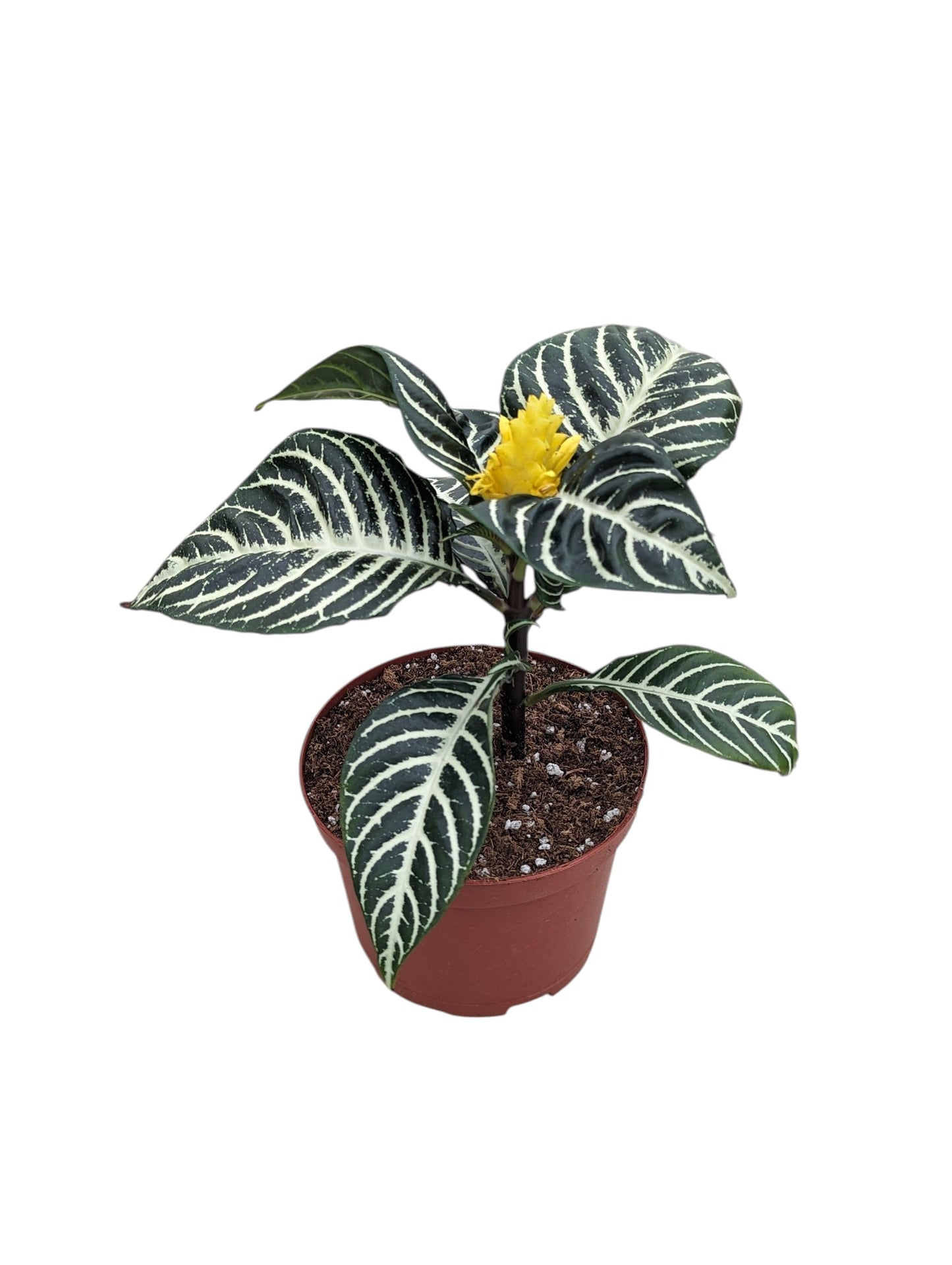 Snow White Zebra Plant, Live Aphelandra Exotic House Plant in 6 Inch Pot, Striped Dark Green and White Leaves with Yellow Flower