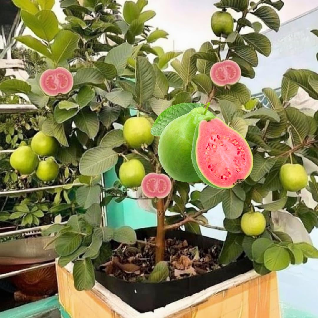Big Pink Guava Tree Grafted Live Plant, 1-2 Feet Tall in Pot, Well Rooted, Ready to Bear Fruit Within 1 Year