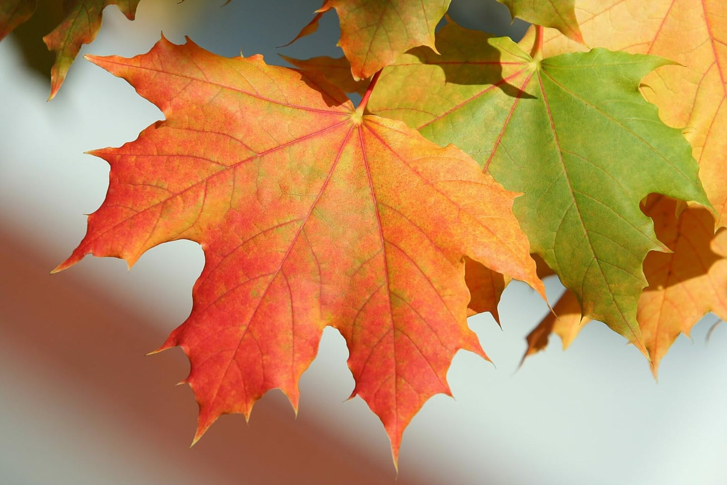 Live Plant - Sugar Maple Tree - 24-36" Tall Seedling, 2-3 Ft Tall Live Plant - Acer Saccharum