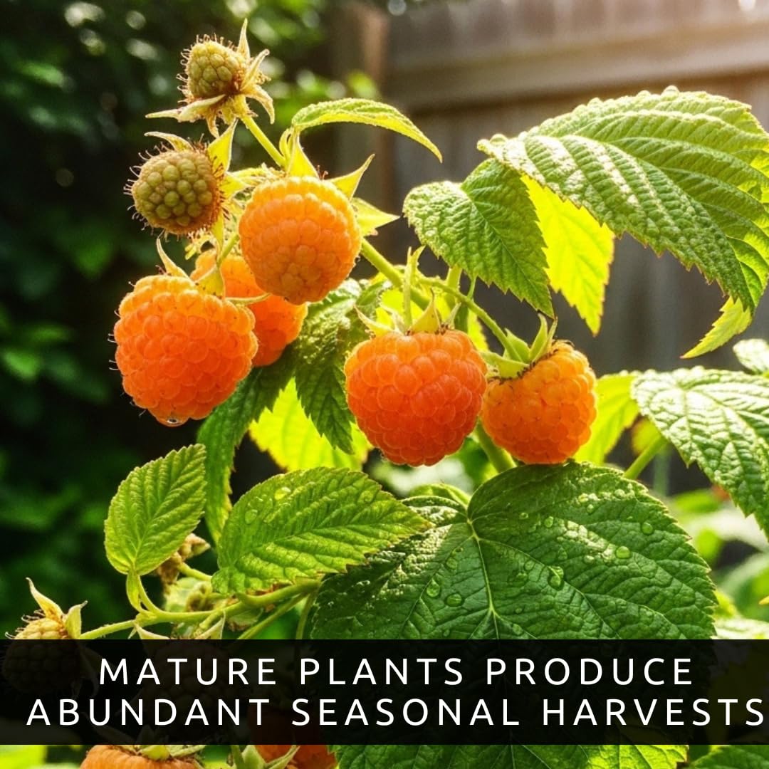 3 Golden Raspberry Plants – Live Fruit Bush (Rubus idaeus) – Sweet Yellow Heirloom Raspberries – High Yield Berry Plant for Outdoor Gardens - Easy to Grow Delicious Fruit