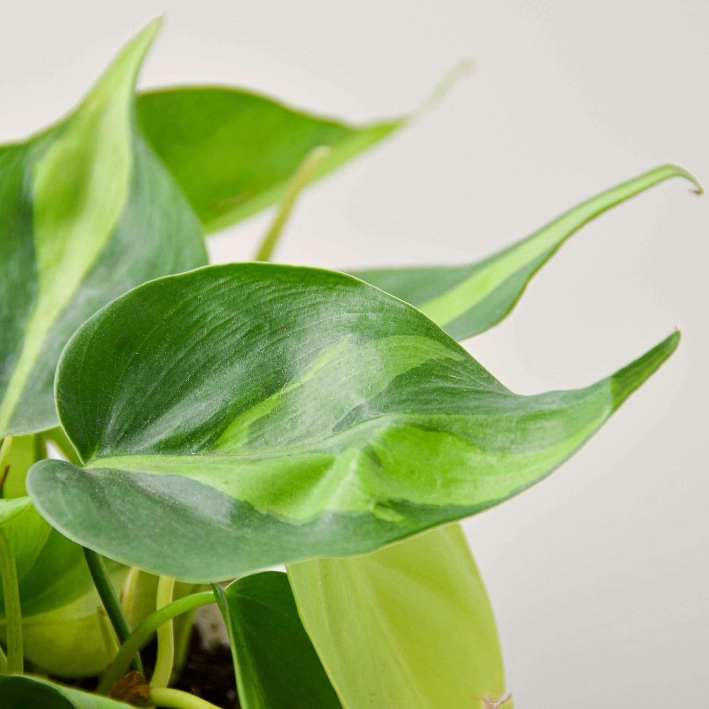 Philodendron Hederaceum Brasil Live Plant for Indoor | Different Houseplants in 3'' Pot | Real House Plant for Living Room, Office, Desk & Bathroom | Cordatum Brasil Cordatum