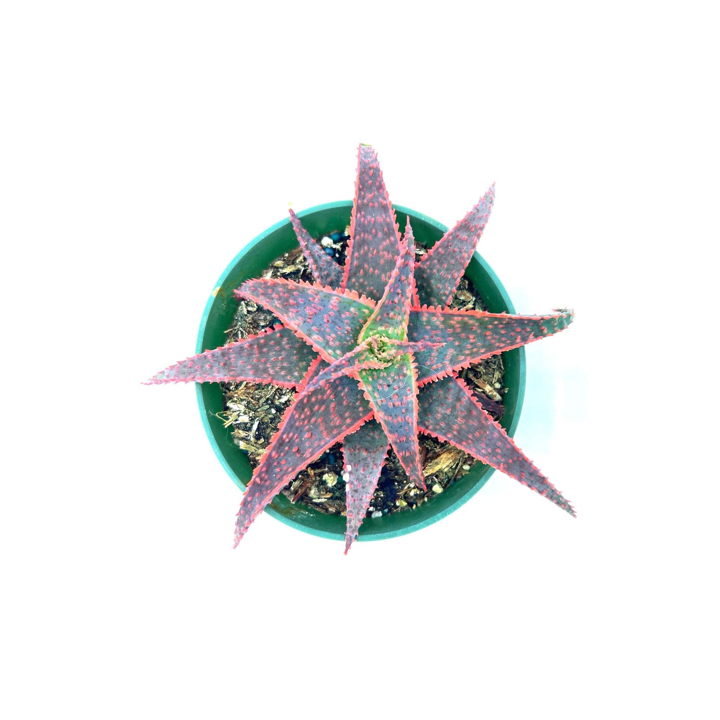 ragnaroc Live Succulents – Aloe Christmas Carol in 4” Pot - 1ct - Live Arrival Guaranteed - Potted Succulents, House Plants for Home Decor & Gift