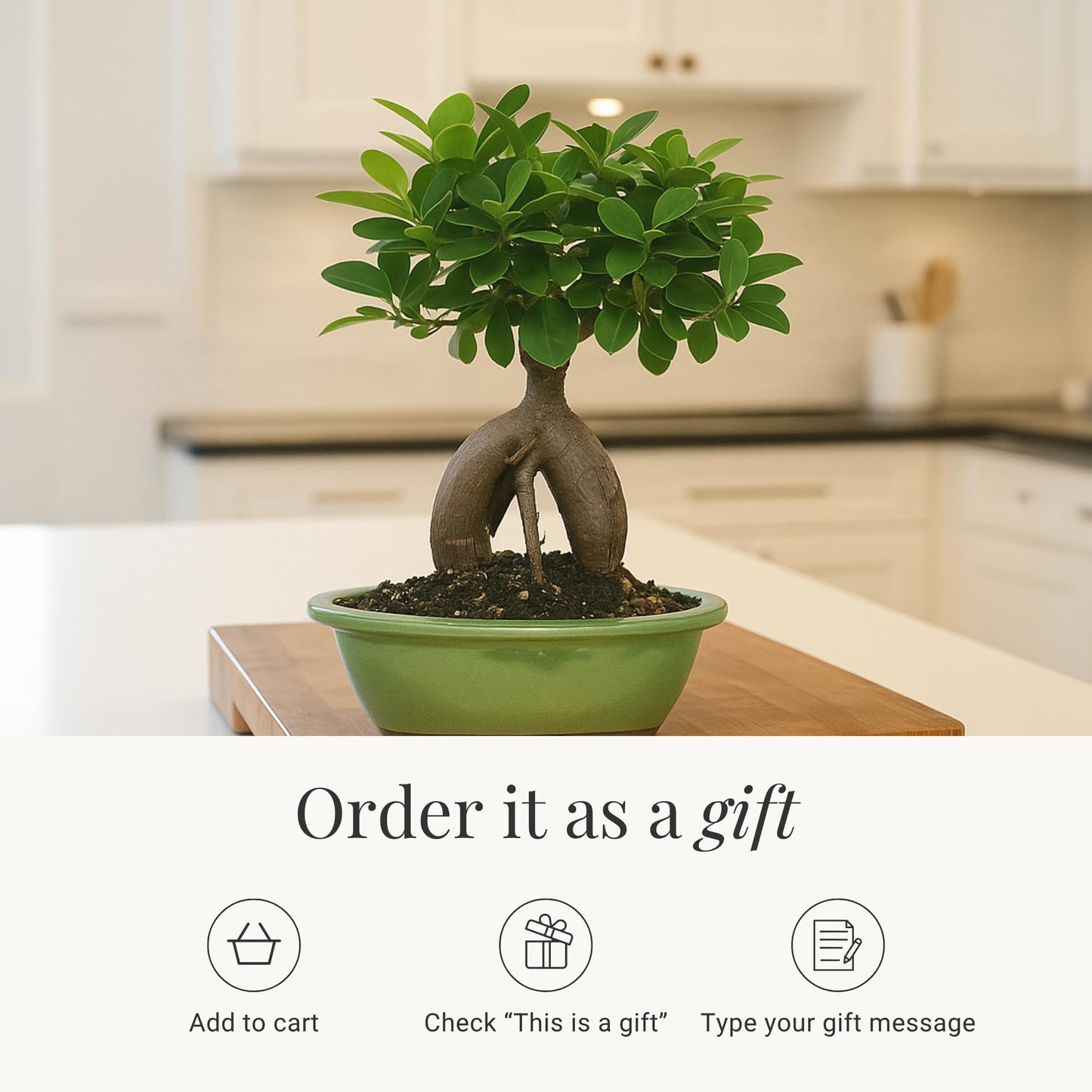 BloomsyBox - Ginseng Grafted Ficus: Natural Plant | Aesthetic Appeal, Air Purifying Plant, Long-Lasting, Low Maintenance Care, Desk Decoration - Flower Delivery, Birthday Flowers, Anniversary Flowers