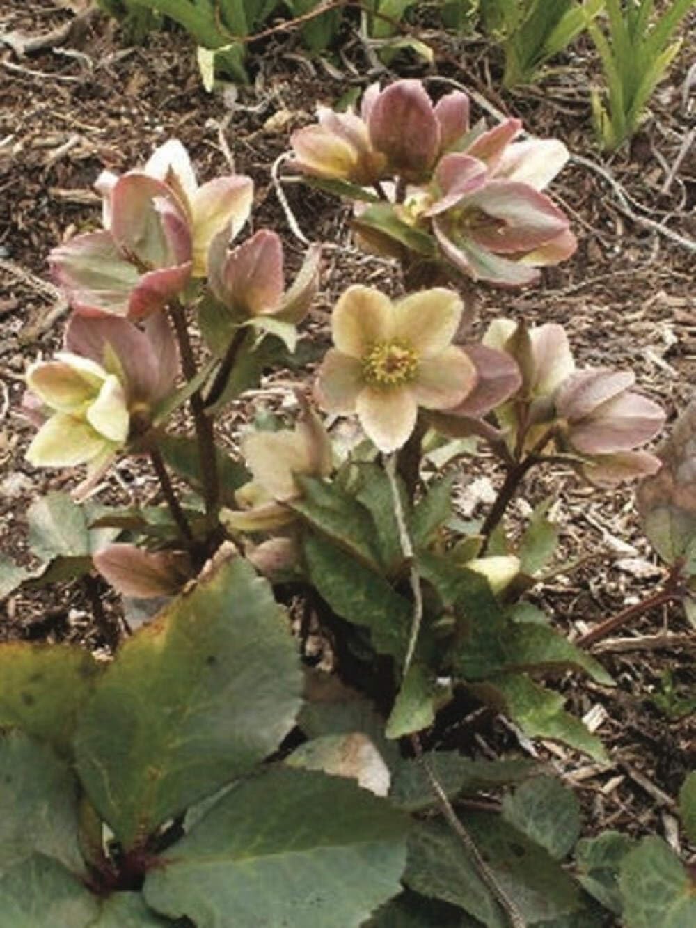 Perennial Farm Marketplace Helleborus ‘Ivory Prince’ (Lenten Rose) Live Perennial, Size-Quart, Ivory Late Winter to Spring Flowers with Evergreen Foliage