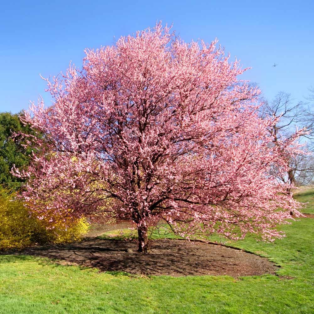 Cherry Blossom Tree Live Plant, 8-12" Tall, Ornamental Flowers for Outdoor Planting, in Pot (Double Pink Cherry)