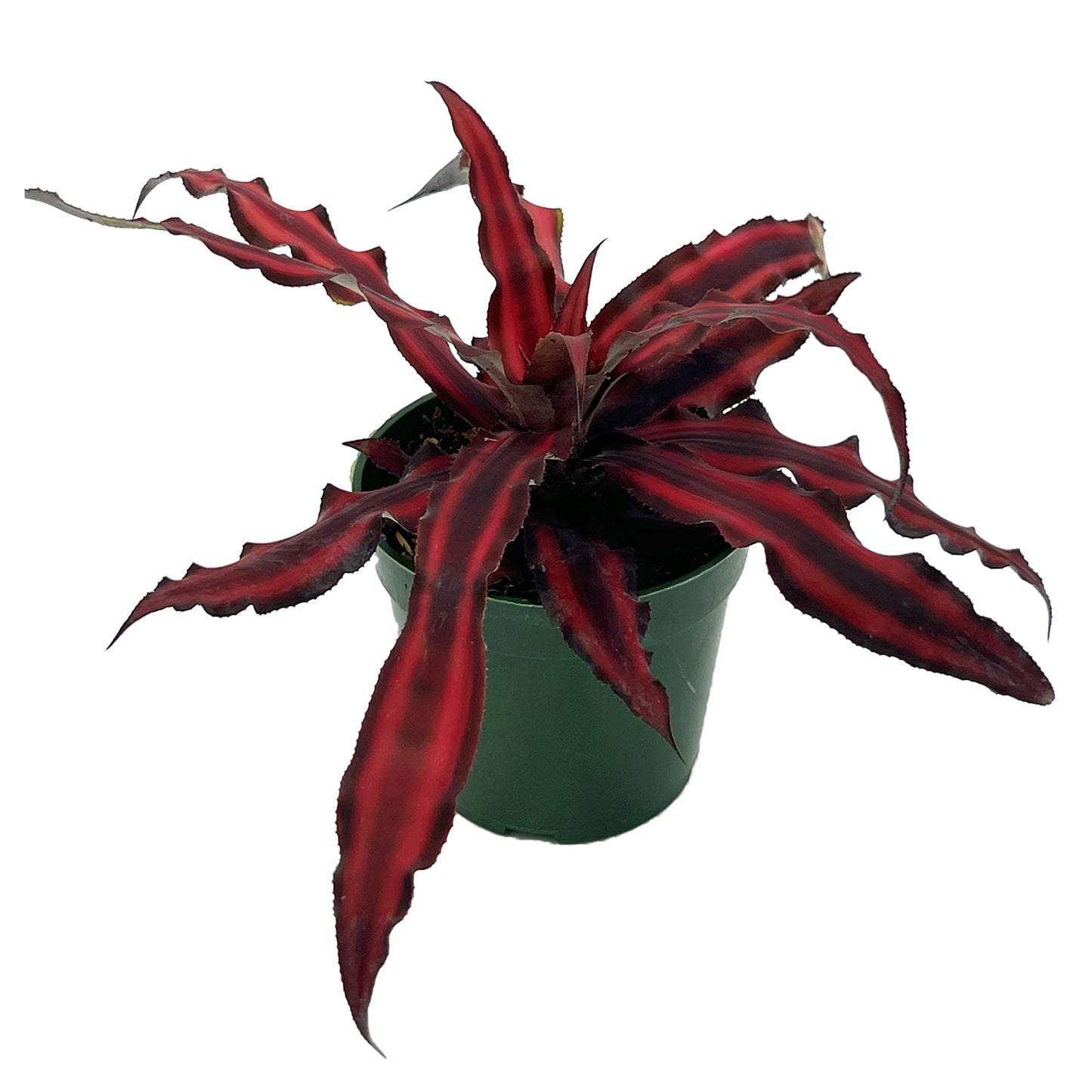 ragnaroc Live Plants – Cryptanthus ‘Red Star‘, 4-8" in 4" Pot - 1ct - Live Arrival Guaranteed - Succulents and House Plants for Home Decor & Gift
