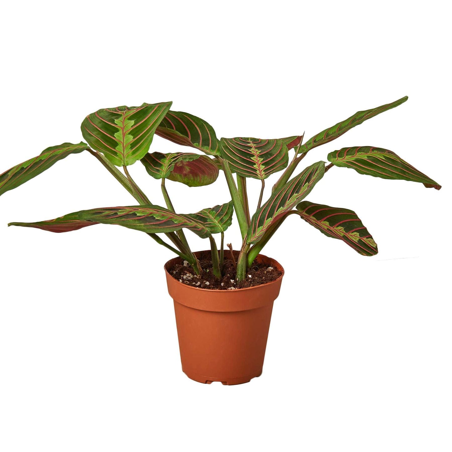 Maranta 'Red Prayer' Live Plant for Indoor | Different Houseplants in 4'' & 6'' Pot | Real House Plant for Living Room, Office, Desk & Bathroom | Prayer Plant