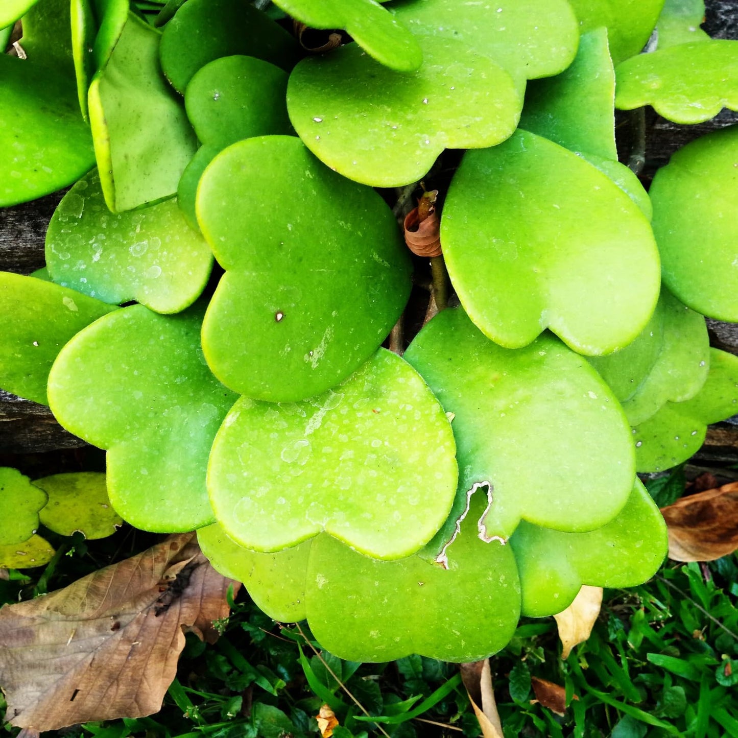 Hoya Kerrii Heart Plant Live, Hoya Plants Live Houseplants for Indoor Outdoor Garden Planting, Large Plants