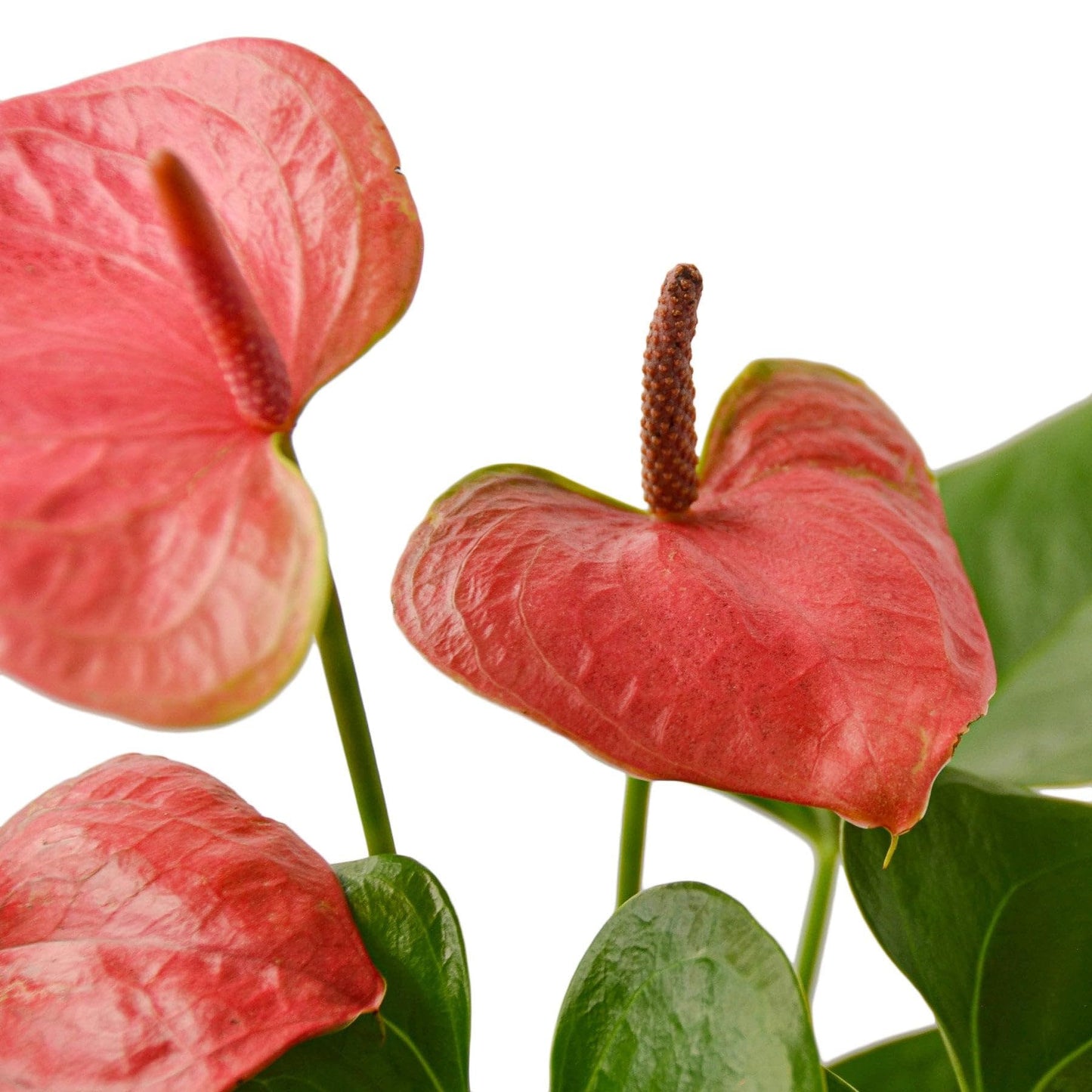 Anthurium Pink | Live Plant for Indoor & Outdoor | for Living Room, Office, Bathroom | (4" Pot)