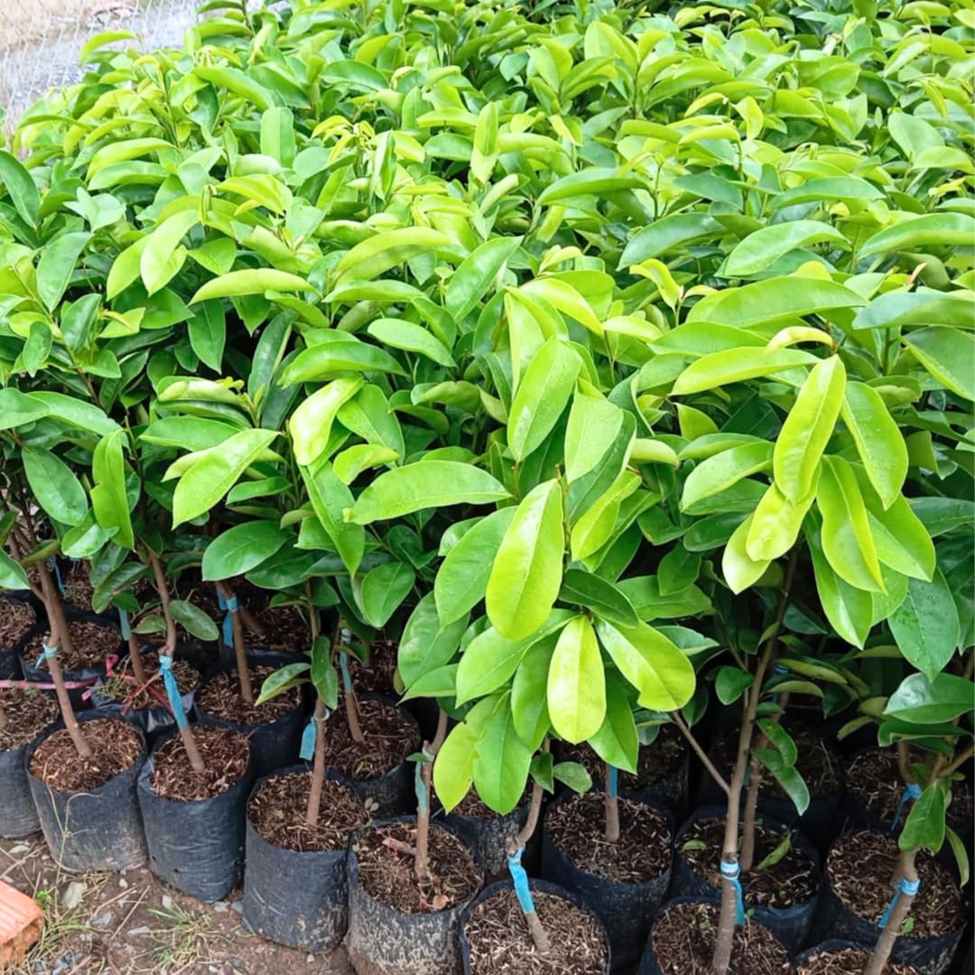 Soursop Tree Live Plant for Planting, Sweet Soursop Plant Live 5-9 Inch Tall, No Pot, Annona Muricata Giant Soursop Fruit Tree Plant