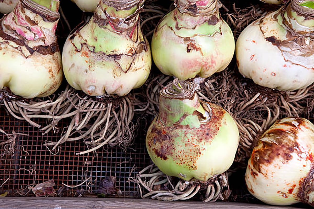 Glee Amaryllis – 28-30 cm Bare Root Bulb – 2-3 Stalks with Pink and White Striped Flowers – Ideal for Indoor & Outdoor Planting – Stunning Floral Display