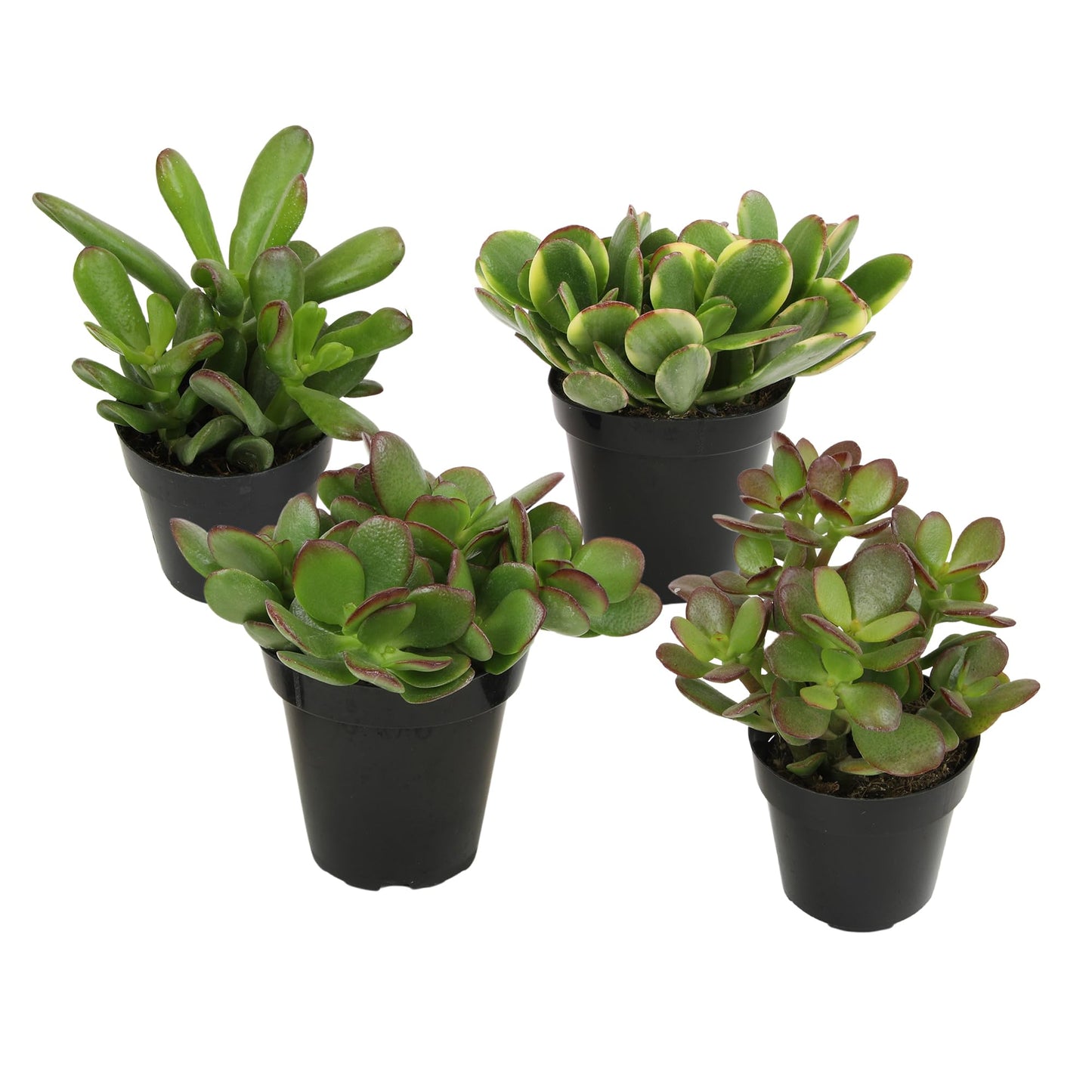 Altman Plants Live Jade Plant Collection (4PK), Classic Jade Plants in 2.5" Pots, Mini Succulents, Sunset Jade, Live Succulents, Crassula Ovata, Variegated Live Plants & House Plants in Succulent Soil