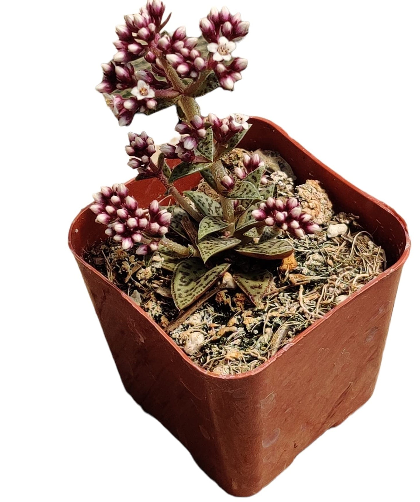 FOLIAGEMS Live Succulent Cactus Plants from USKC (2" Pot) (Crassula Tiger Jade)