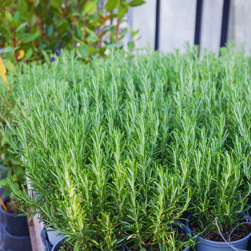 Rosemary Plants Live, Herb Plant, 4 Inc to 7 Inc Tall, Set 3 Plants