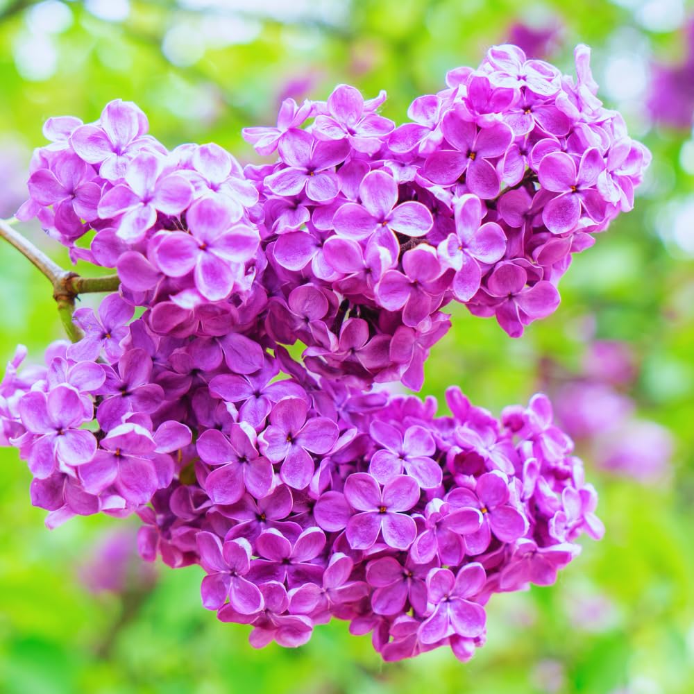 Lilac Tree Live Plant, Dark Purple Lilac Bushes Live Plant, Quart Pot, Dormant in Winter