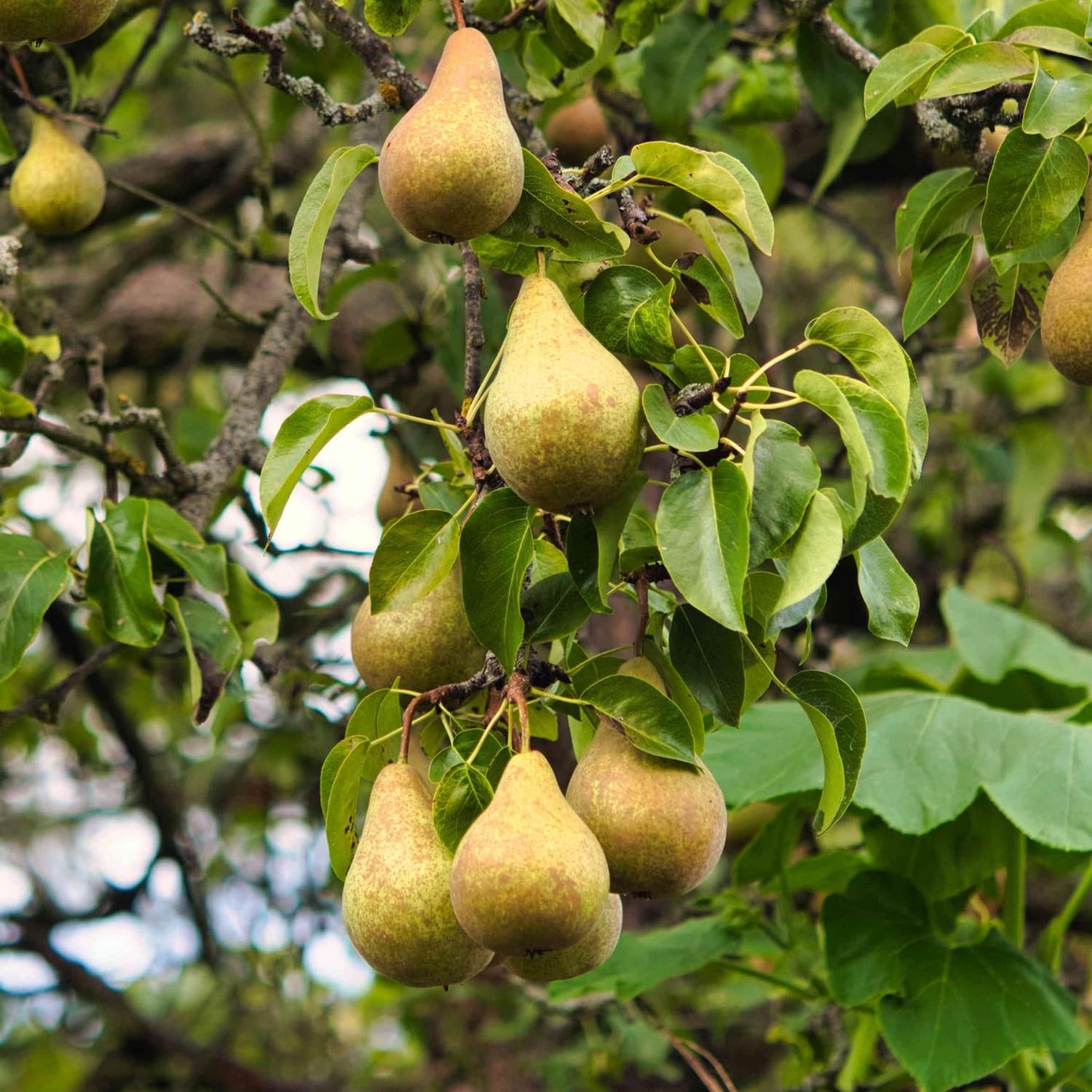 9 Months Old Pear Tree Live Plant for Spring Planting, Yellow Green Pears 8-10 Inches in Tall, No Pot, Dormant in Winter, No Leaf, Cold Hardy Pear Home Orchard Yard