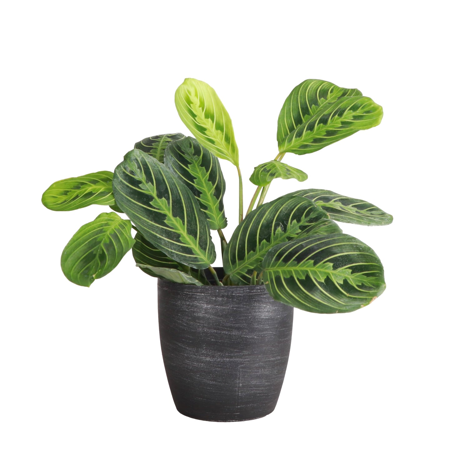 Thorsen's Greenhouse Lemon Lime Prayer Plant, Live Indoor Plant, Pet Friendly, Attractive Houseplant, Lemon Maranta, Easy to Grow, 4" Diameter Pot (Brushed Silver)