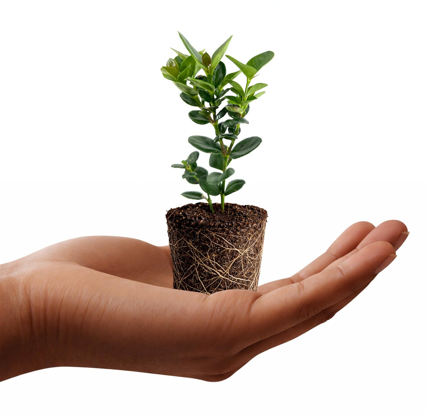 Natal Plum | 1 Live Plants | Carissa Macrocarpa | Fast Growing Shrub, Evergreen Foliage, Fragrant White Flowers, Drought Tolerant, Low Maintenance, Coastal Gardens, Indoor Bonsai