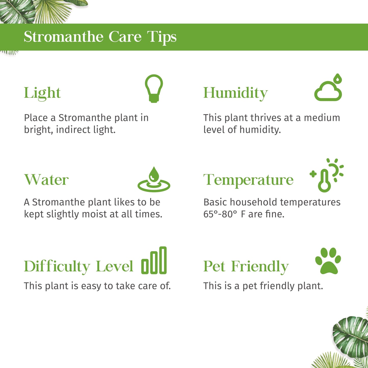 Stromanthe 'Triostar' Live Plant for Indoor | Different Houseplants in 4'' & 6'' Pot | Real House Plant for Living Room, Office, Desk & Bathroom | Triostar | Magenta Triostar