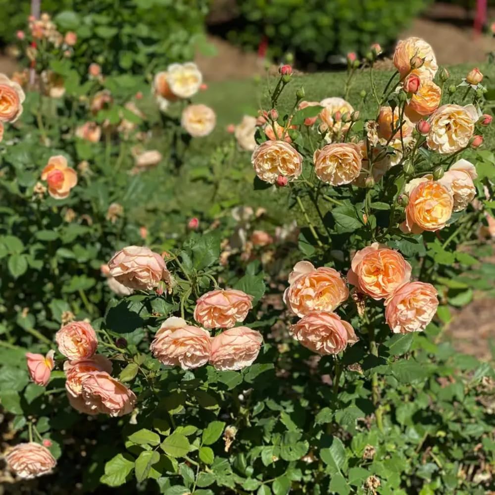 Rose Plant Live Ready to Plant, Fragrant Roses Flowers, in Pot, Ornamental Flowers Indoor Outdoor Home Garden (Apricot Rose)