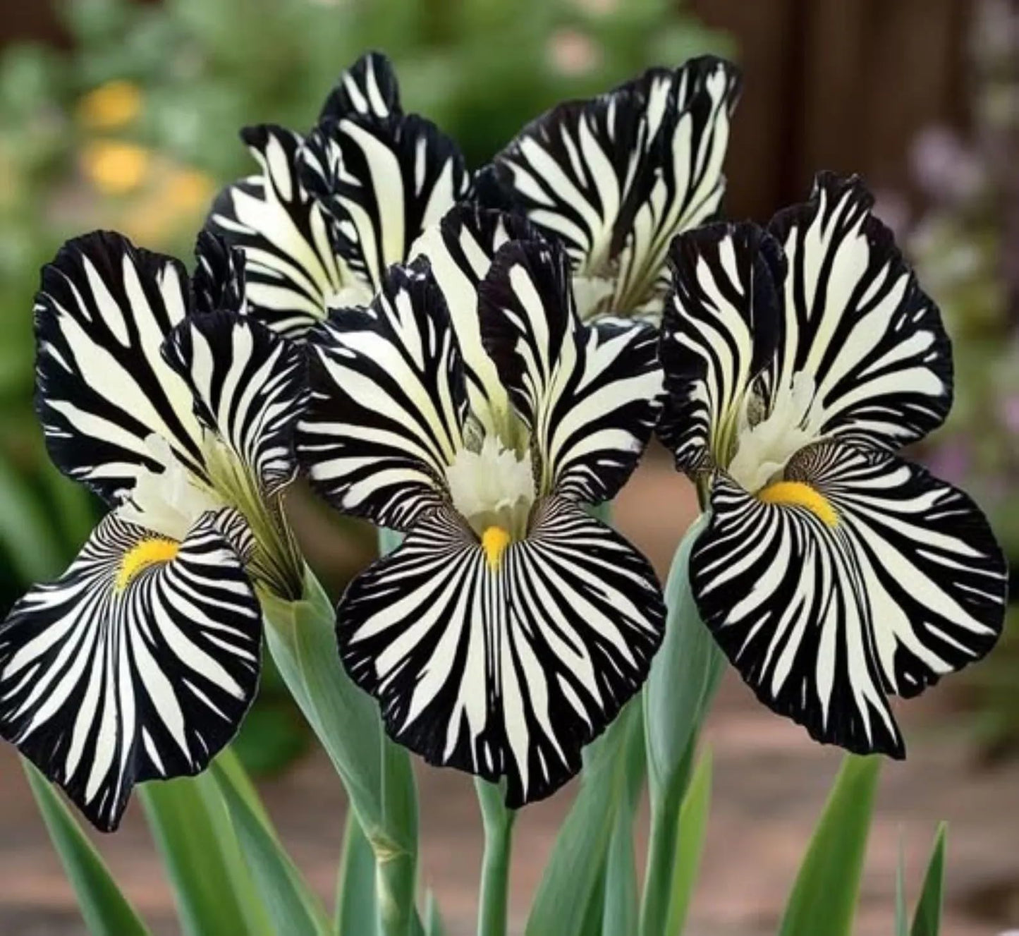 Iris Seed Mix 20 Seeds Striped Iris Seeds, Rare Bearded Iris Flower s, Black and White Zebra Pattern, Perennial Garden Plant for Home or Garden Limited Supply Order Now!