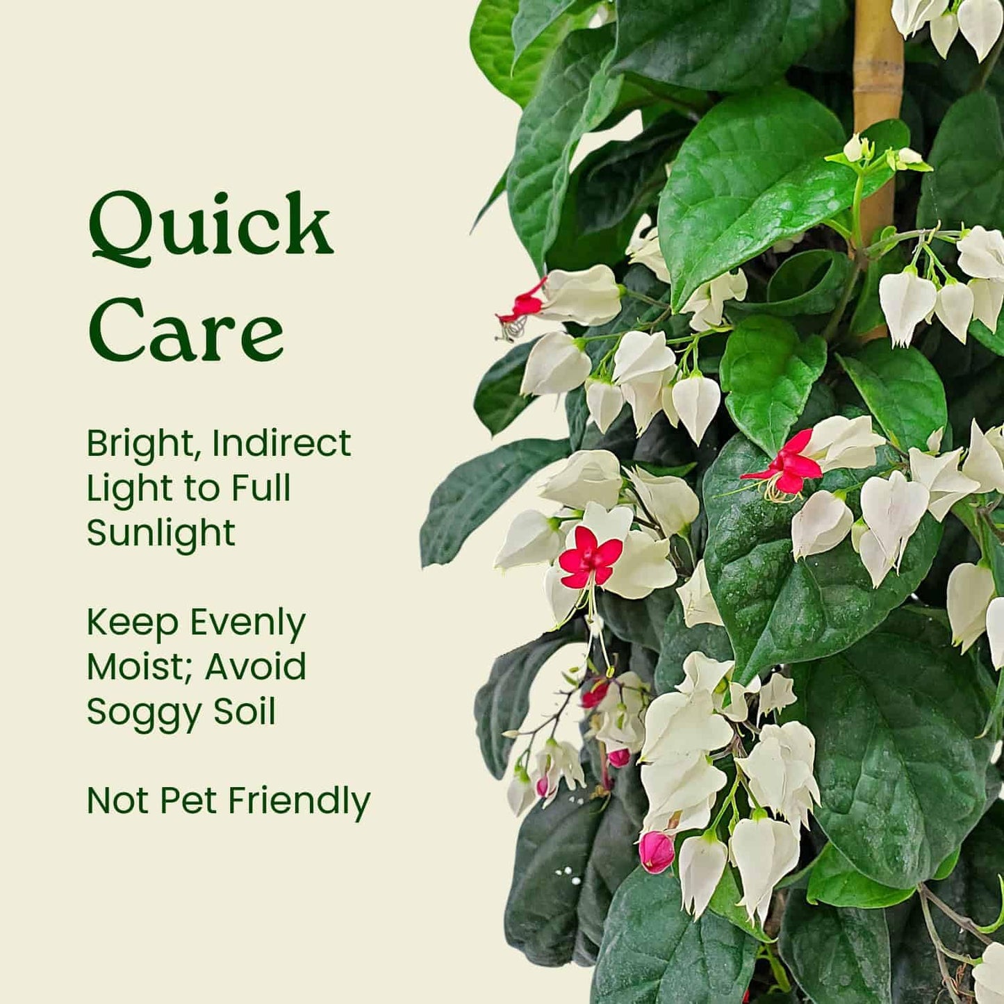 Tropical Plants of Florida Bleeding Heart Vine Live Plant Red and White Flowers - 3 Gallon 36 Inch Tall Tropical Flowering Vine Indoor Outdoor Ornamental Plant