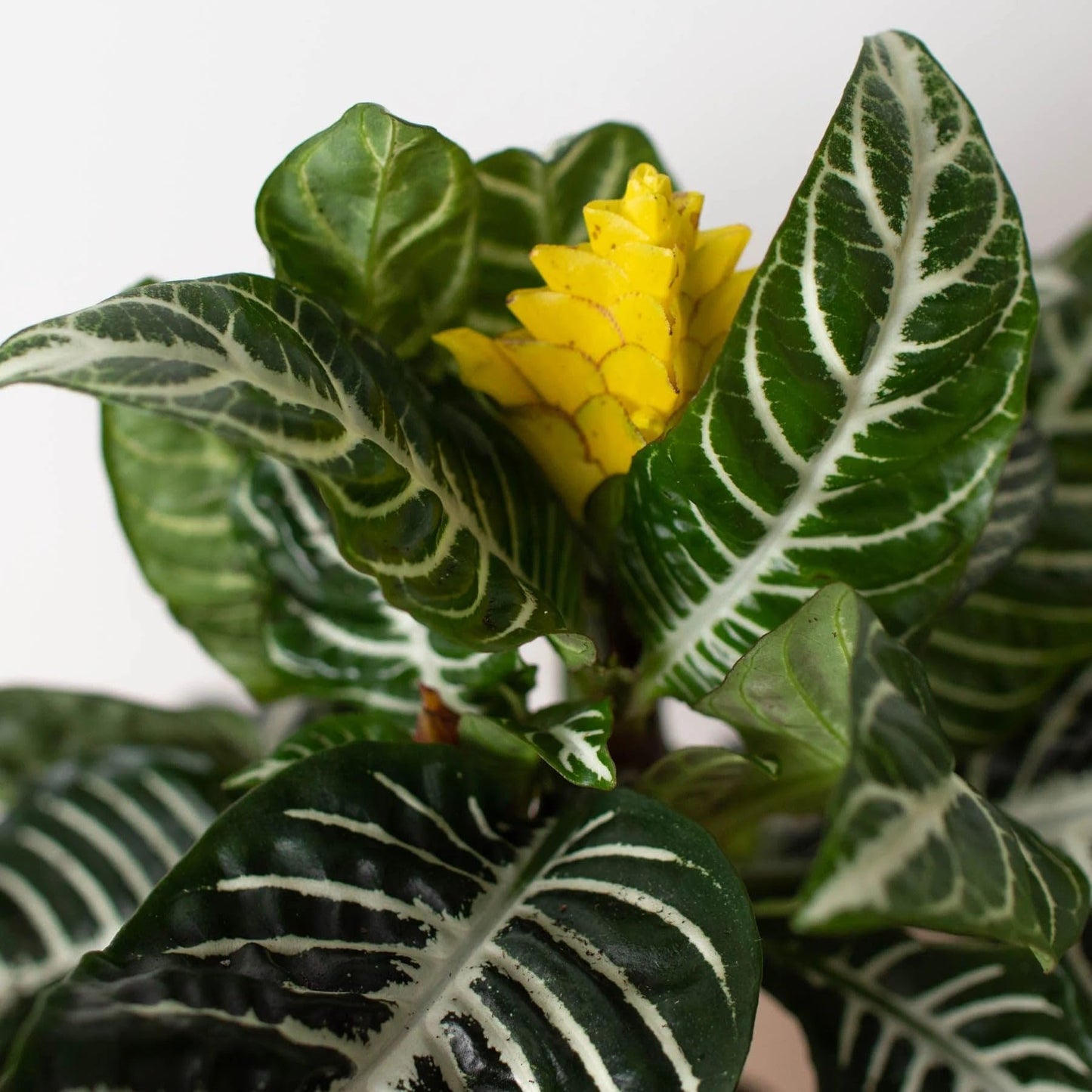 Zebra 'Aphelandra' | Live Plant for Indoor & Outdoor | for Living Room, Office, Bathroom | (4" Pot)