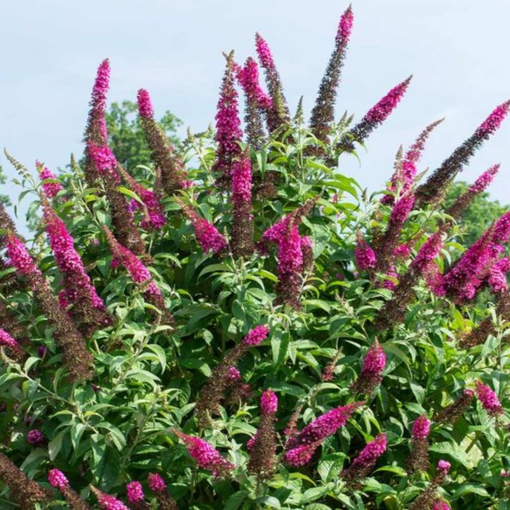 Potted Butterfly Bush Live Plant, 5-9" in Tall, Cold Hardy, Spring Outdoor PlantingBlooms Summer to Fall, Dormant in Winter (Cranberry Buddleia Plant)