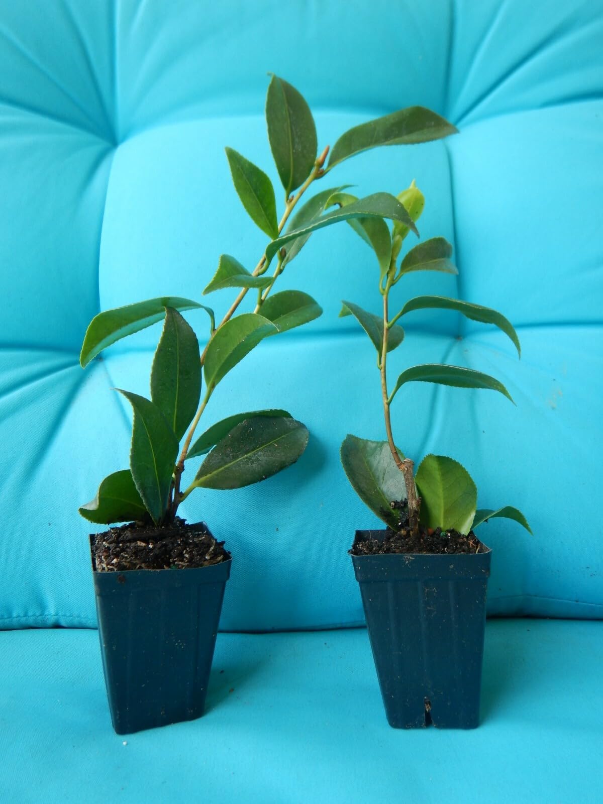 Live Plant - Shiro Chancamellia Japonica-Live Starter Plant