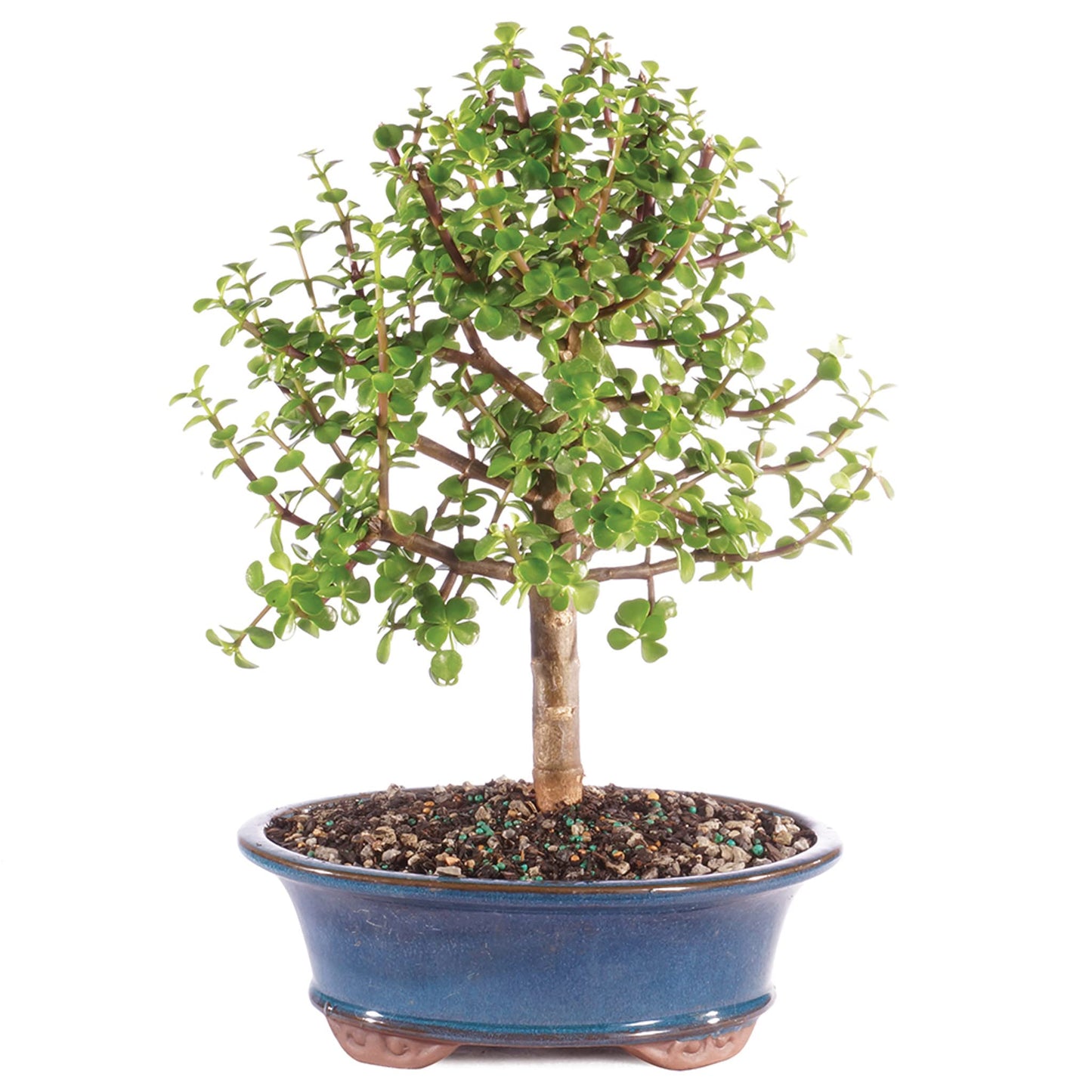 Brussel's Bonsai - Live Dwarf Jade Bonsai Tree in a Ceramic Bonsai Pot, Indoor Succulent Houseplant, 6 Years Old, 10-14 Inches Tall, Easy Care Plant for Home or Office (Large, Green)