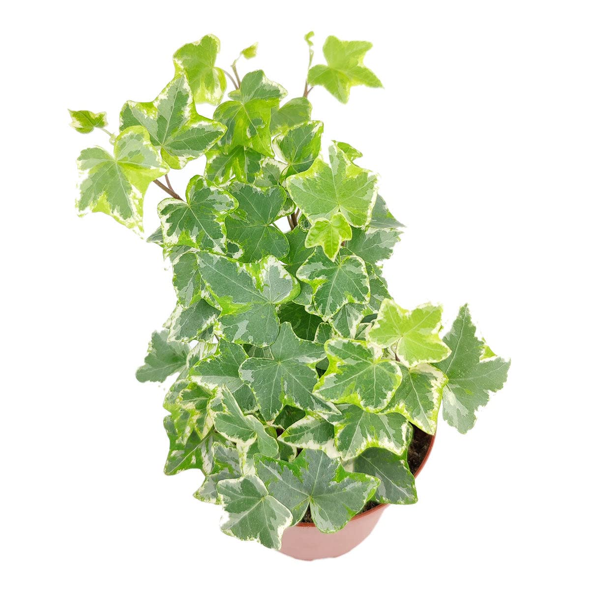 Golden English Ivy - Hedera Helix Kolibri (4" Grower Pot) - Eye-catching, Air-Purifying, Easy to Grow Houseplant - Best Trailing Houseplant for Home and Office Decoration
