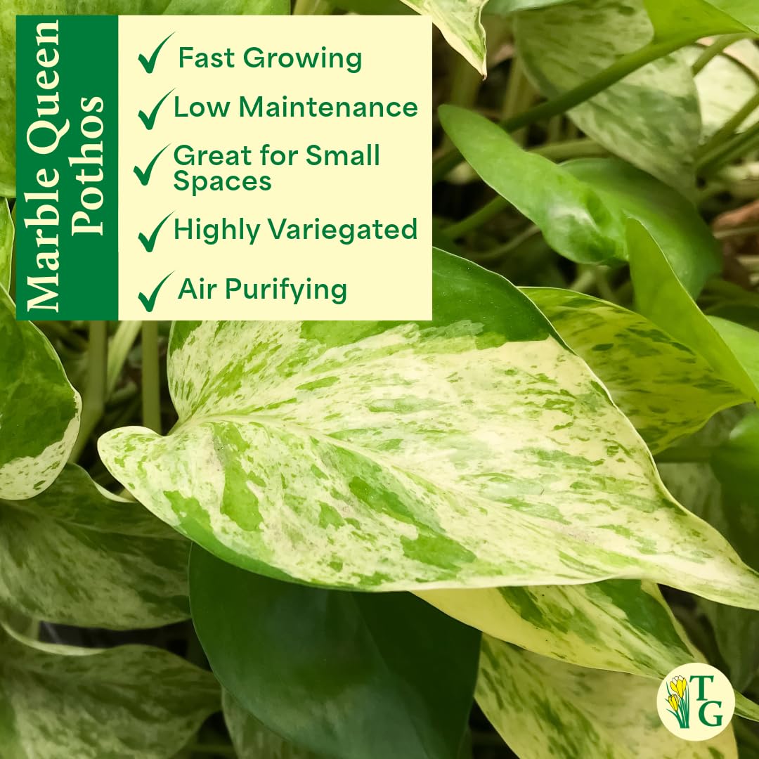 Thorsen's Greenhouse Marble Queen Pothos, Live Indoor Plant, Easy to Grow, Rare Variegated Houseplant, Natural Air Purifier, 4-inch Diameter Pot (Natural)