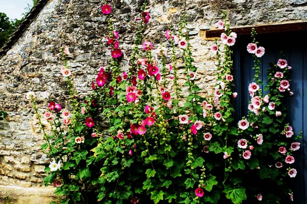 Hollyhock Single Mixed Colors - 250 Seeds - Long Blooming Period in All Zones