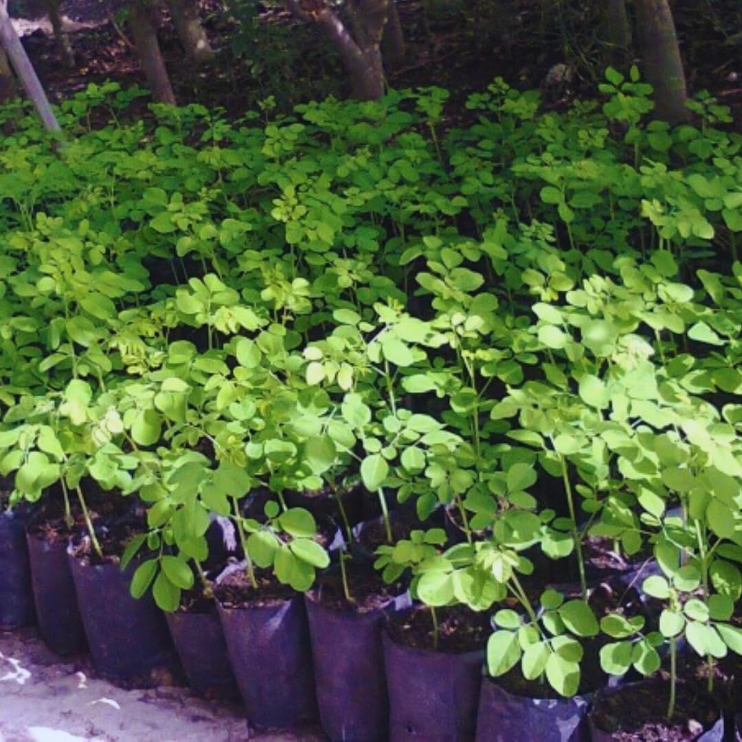 Sets 2 Live Malunggay Moringa Plants in One Pot for Planting, Oleifera Drumstick Horseradish Plants Live, 6 to 8 Inc Tall, Well-Rooted