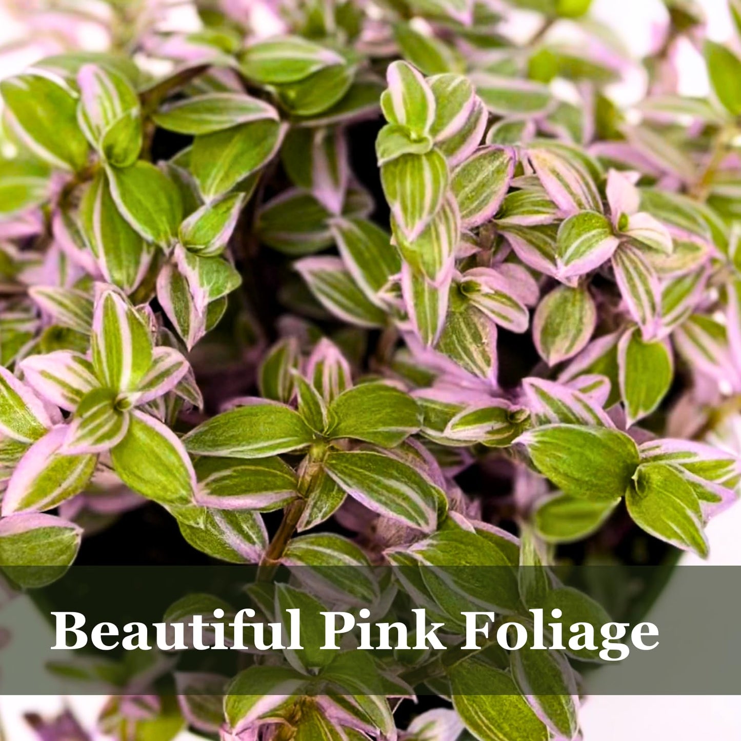 Live Succulents 3.5 Inch Pink Lady Callisia Repens with Hanging Basket - Turtle Vine Succulents Live - Fully Rooted Easy to Grow Houseplants for Home Office Wedding Decor & Gift (Heat Pack Included)