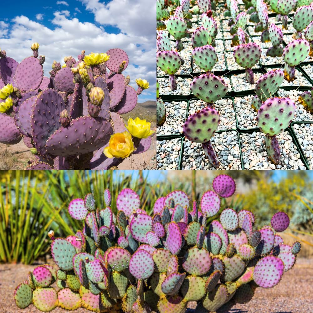Purple Prickly Pear Cactus Plant Live Potted, 3-5 Inch Tall, Prickly Cactus Live Plant Indoor Outdoor