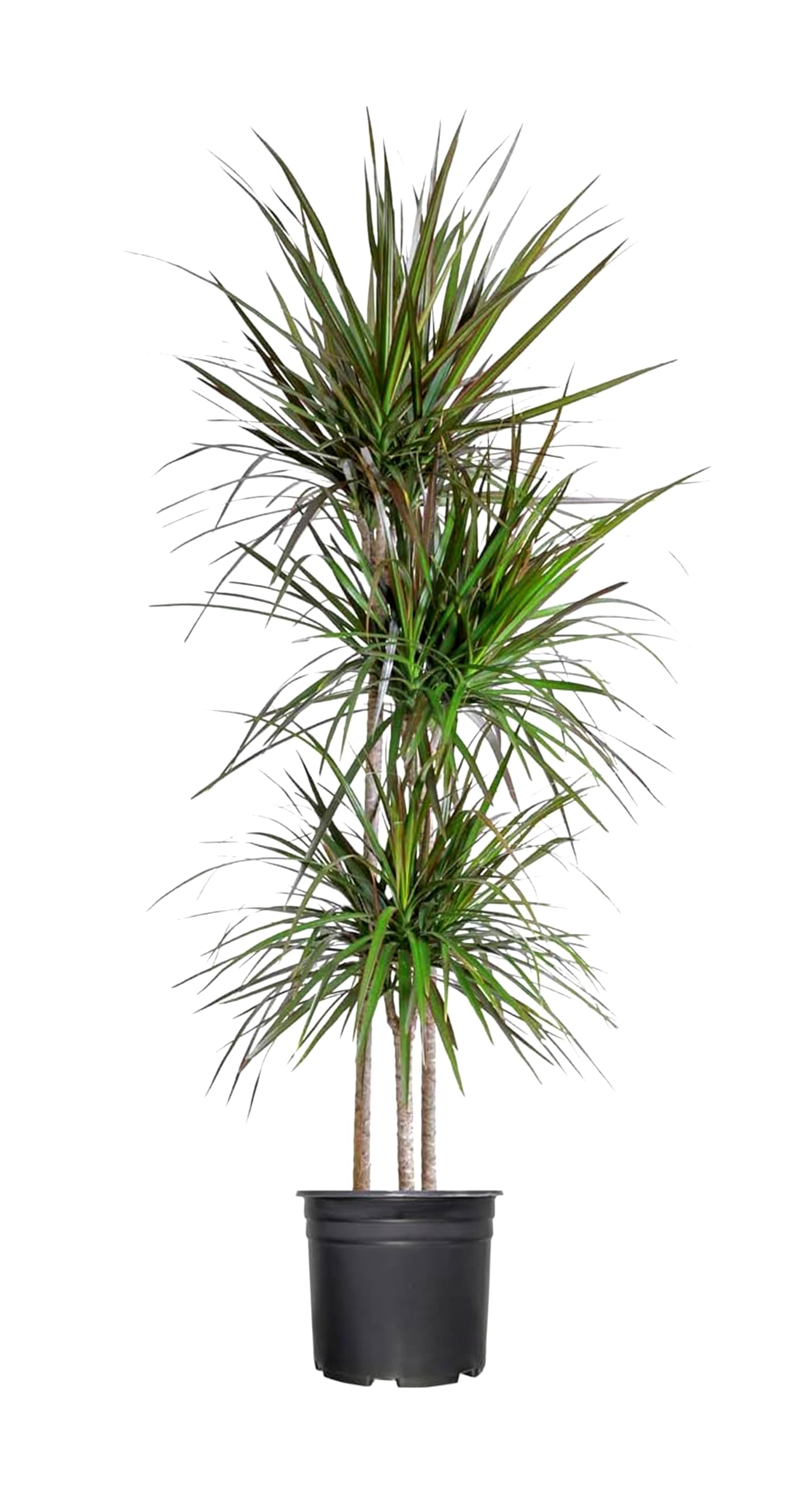 Madagascar Dragon Tree | 1 Extra Large Trade 3 Gallon Plant | Dracaena Marginata | Indoor Air Purifier, Low Maintenance, Tropical Foliage, Office and Home Decor, Easy Care, Live Houseplant