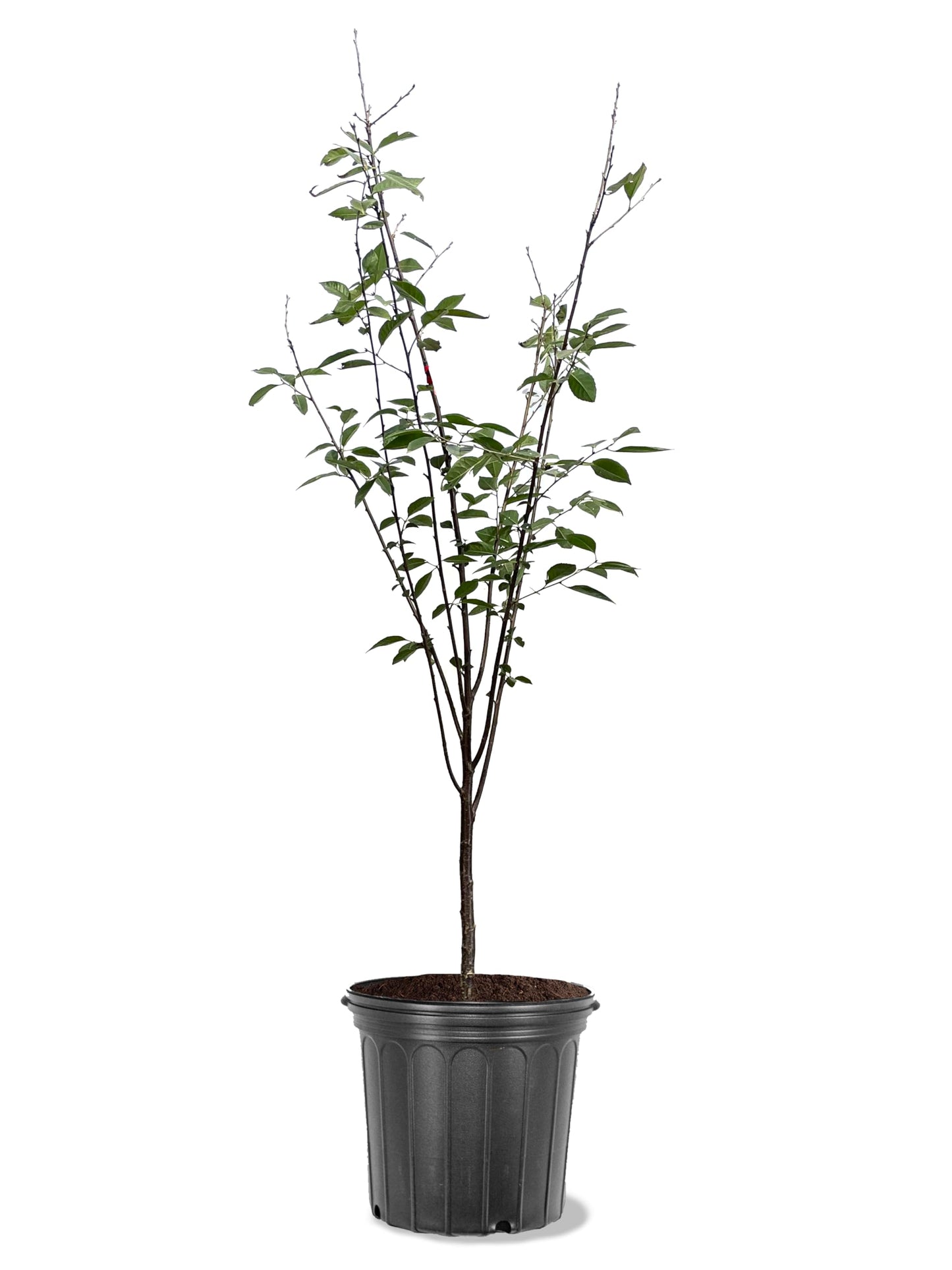 American Plant Exchange Cherry Tree 'Rainier Sweet' Semi-Dwarf – Live Fruit-Bearing Plant, 5-Gallon Pot, Cold Hardy, Sweet Edible Cherries for Outdoor Orchards and Landscapes