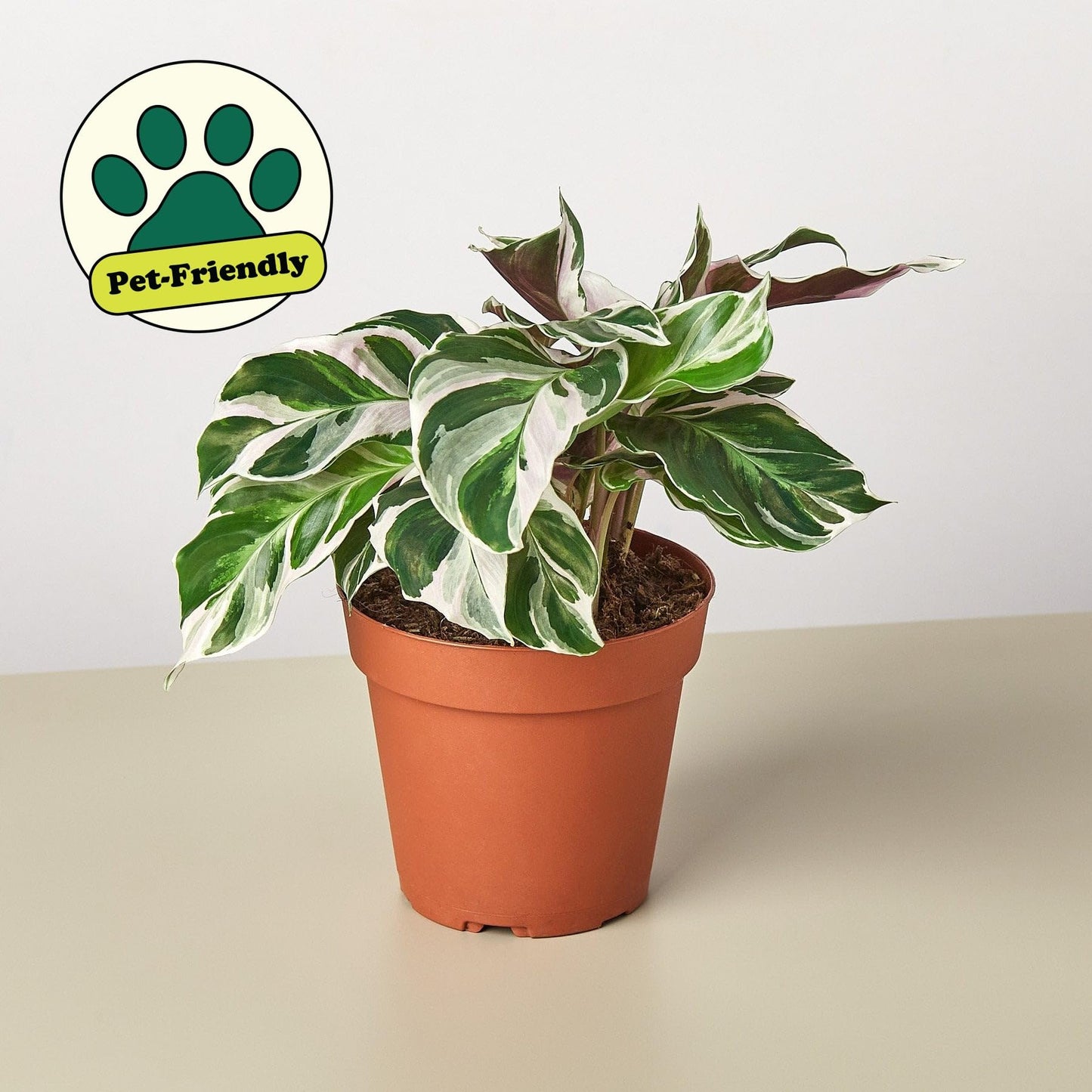 Calathea 'White Fusion' | Live Plant for Indoor & Outdoor | for Living Room, Office, Bathroom | (4" Pot)
