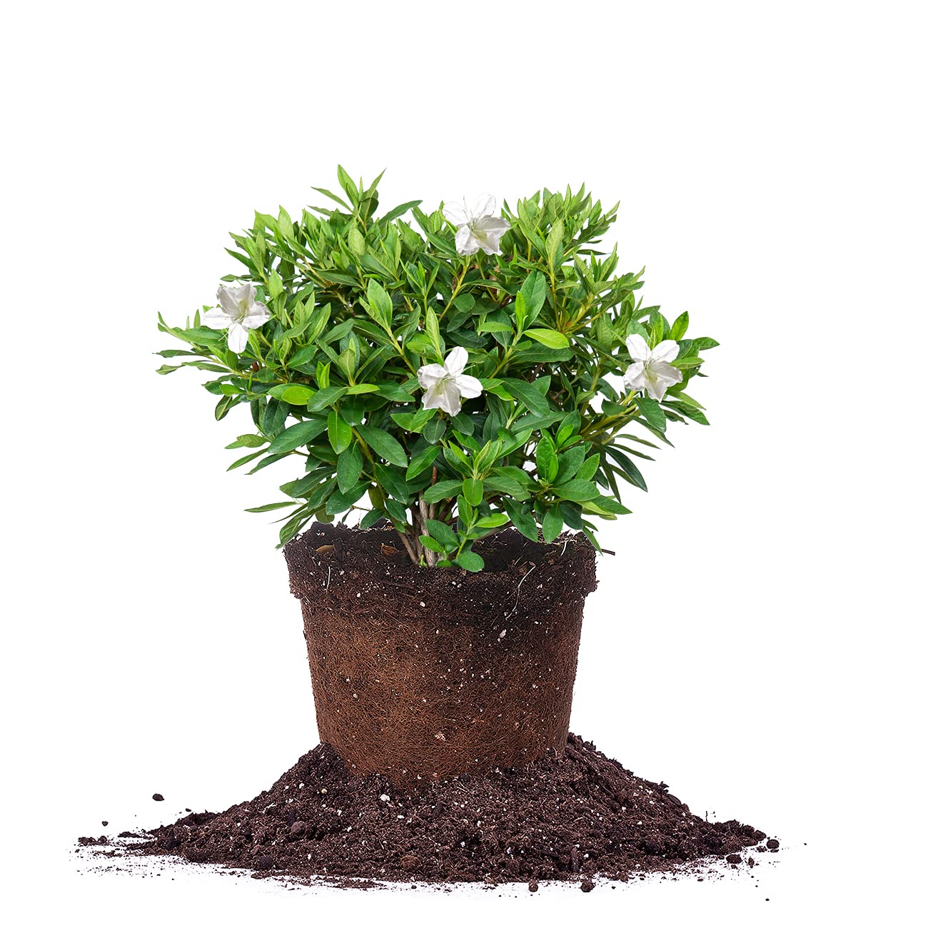 PERFECT PLANTS GG Gerbing Azalea Bush | 1 Gal. Pot | Large White Blooms | Southern Staple