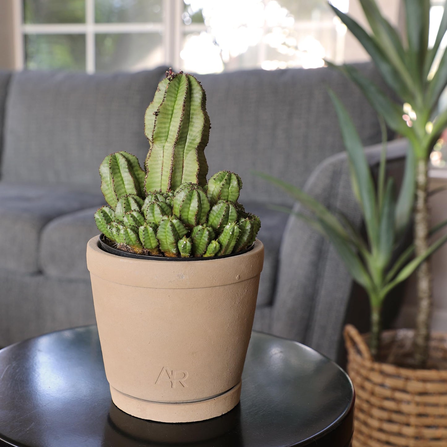 Altman Plants Euphorbia anoplia Live Plant Decor, Exotic Plants, Cacti Plants Live Succulents Plants Live Plants Indoor Plants Live Houseplants, Live Indoor House Plants Real Plants Indoor Live Plants