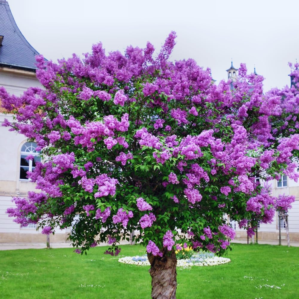 Purple Old Fashion Lilac Tree Live Plant, Lilac Bushes Live Plant, 20 to 30 Inc Tall, Bush Flower Plants