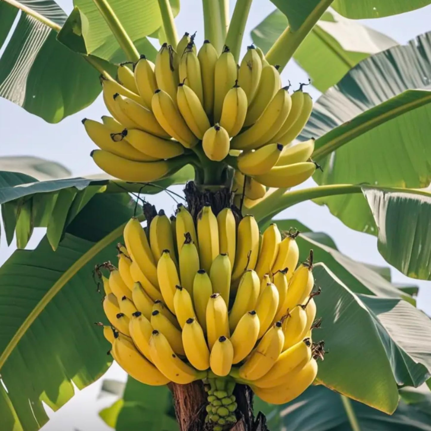 Grand Nain Banana Tree Starter, Live Banana Plant 5 Inches Height Bareroot, Fruit Tree Live Plant