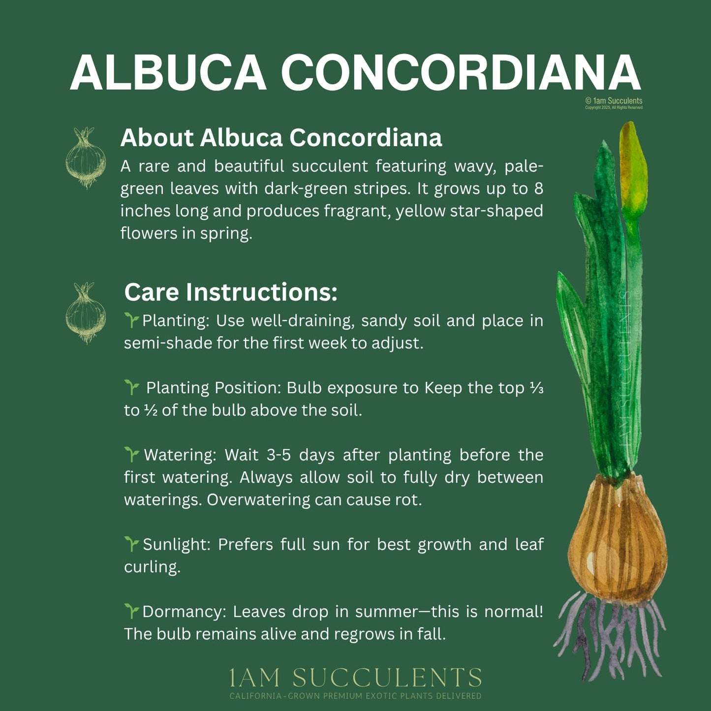 Albuca concordiana – Rare Spiral Albuca Bulb – Unique Curly Leaf Succulent – Easy Care Indoor/Outdoor Plant – One Bulb/Plant Only – Grown from California-Based Nursery – by 1am Succulents