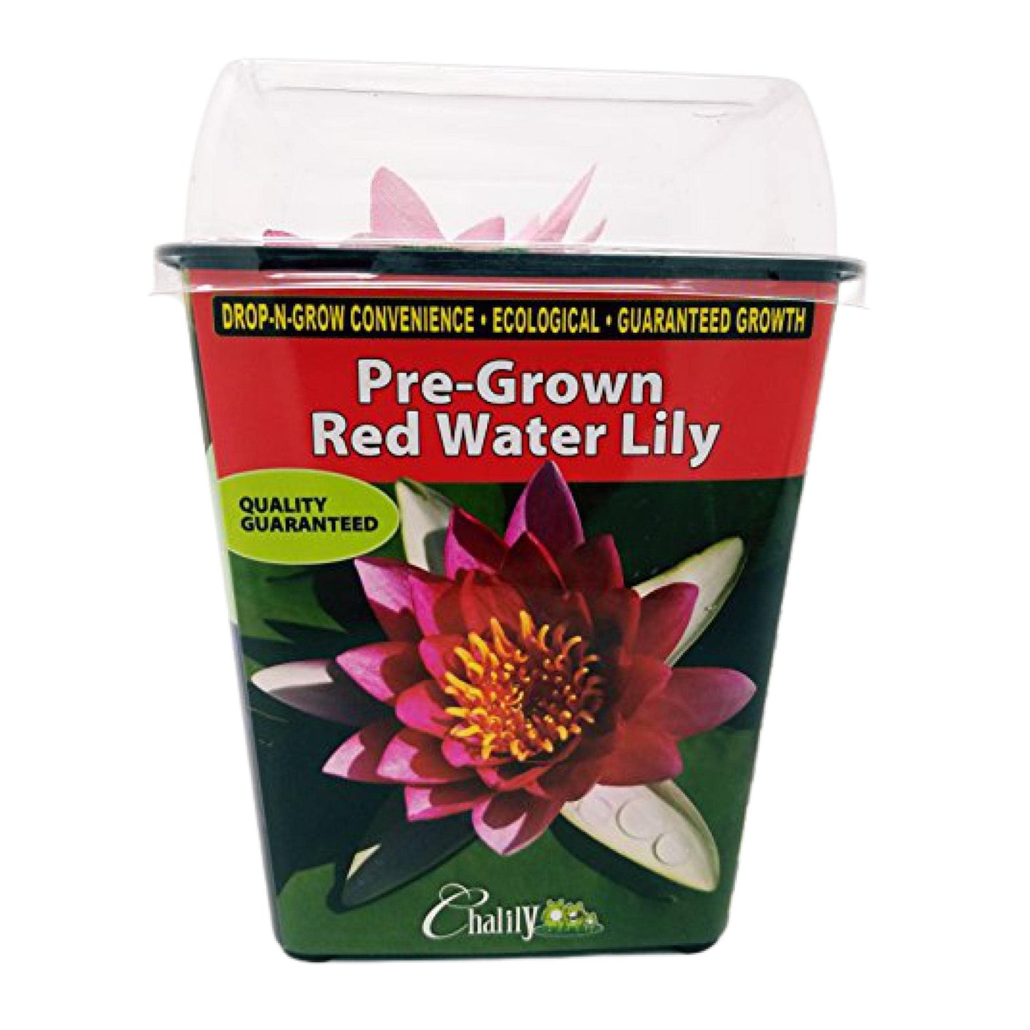 Chalily Water Lily Aquatic Plants Live Lilies Real Small or Big Pond Plant Lilly Ponds Cold Hardy Pads Grow waterlillies Flowering rhizomes Outdoor lilys Waterlily Lillies pre Grown lillys pad RED
