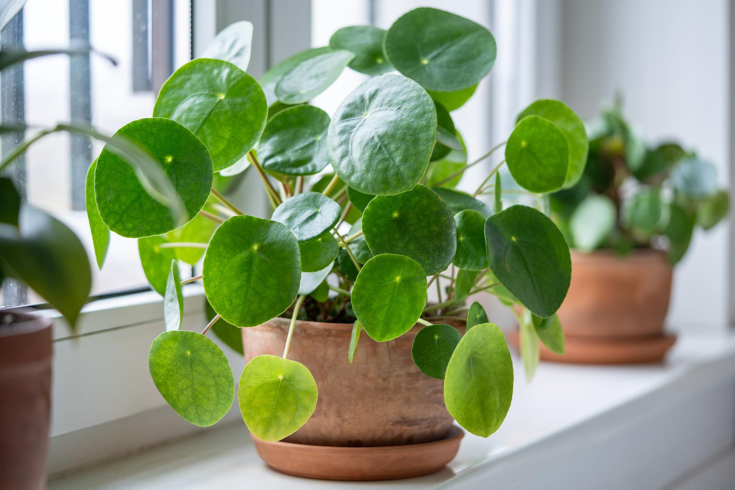 Chinese Money Plant - Live Indoor Plant in Grower Pot