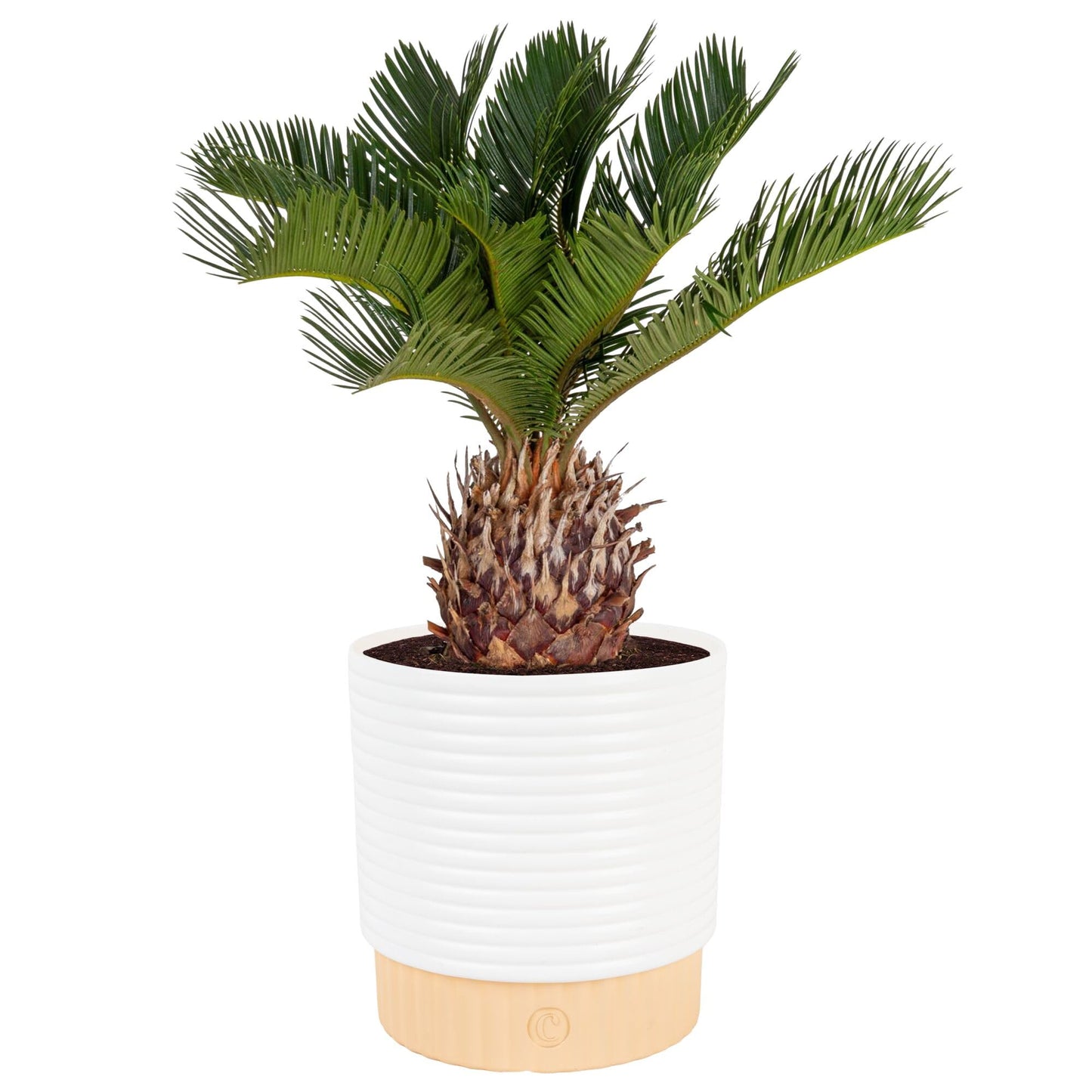 Costa Farms Live Sago Palm, Easy to Grow Live Indoor Plant, Houseplant in Plant Pot, Home and Room Decor, 1 Foot Tall