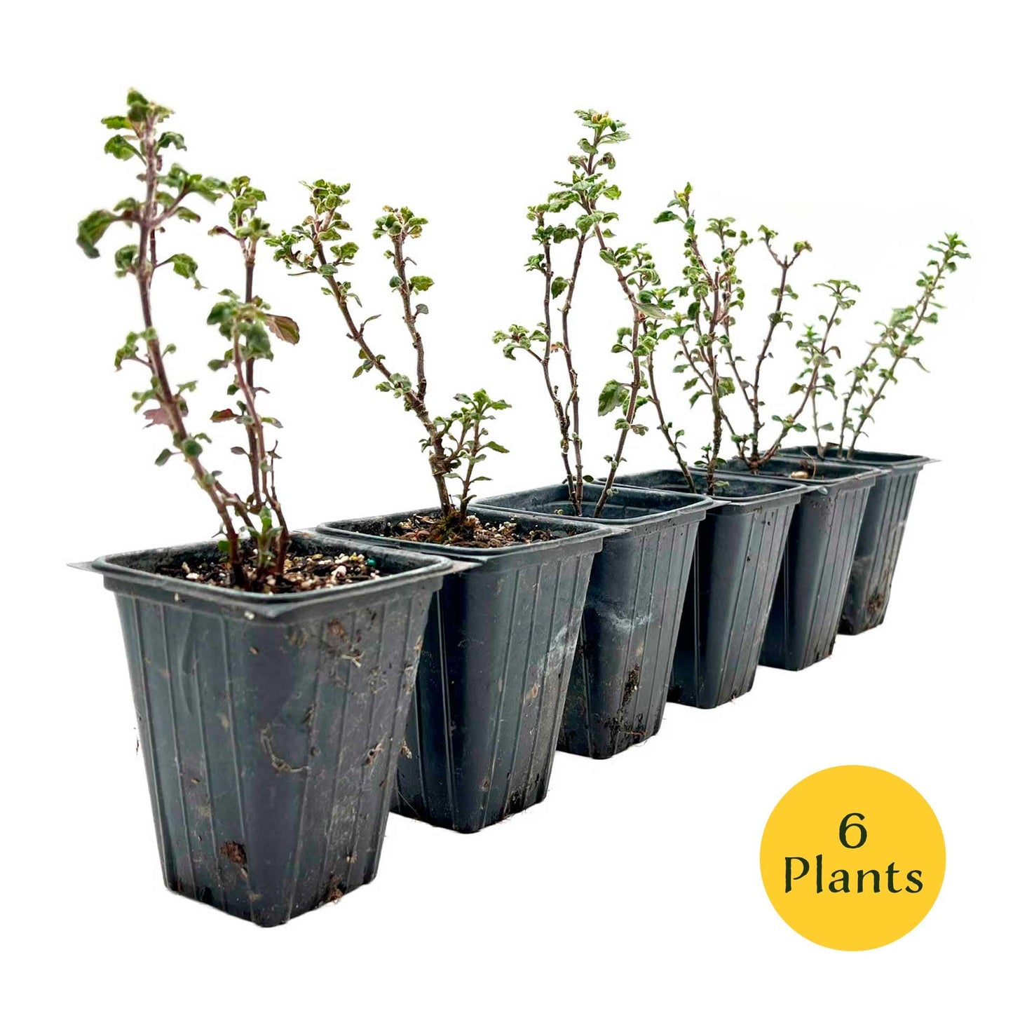 4 Wall Germander – Compact Evergreen Groundcover Shrub with Glossy Aromatic Foliage & Purple Summer Flowers (Teucrium chamaedrys) in 3.5″ Cubes, Live Plants