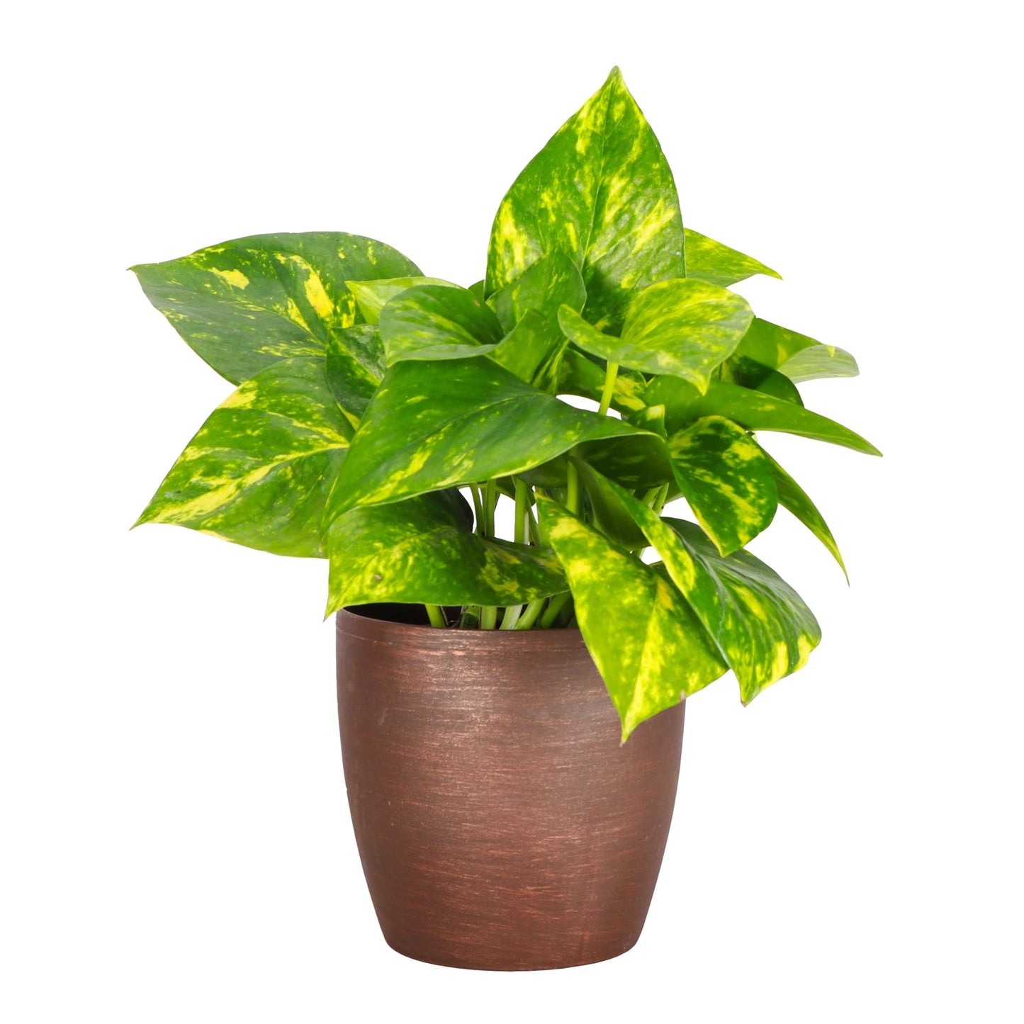 Thorsen's Greenhouse Golden Pothos, Live Indoor Vining Plant, Easy to Grow, Variegated Houseplant, Natural Air Purifier (Copper, 4-inch Pot)